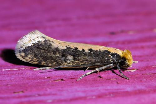 Monopis crocicapitella